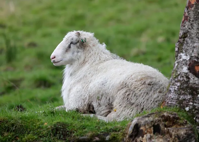 酒店 Solneset Farm